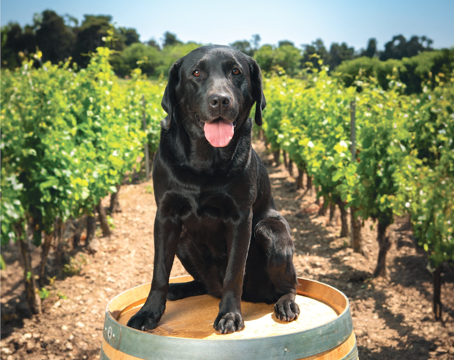 CHÂTEAU CALISSANNE À LANÇON-PROVENCE. Lancement du concours "Wine dogs in Provence