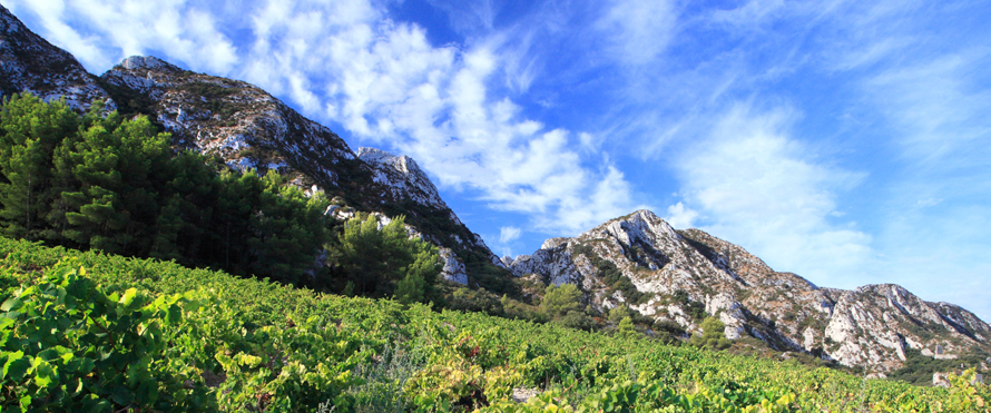 AOP BAUX-DE-PROVENCE. Première appellation 100 % bio